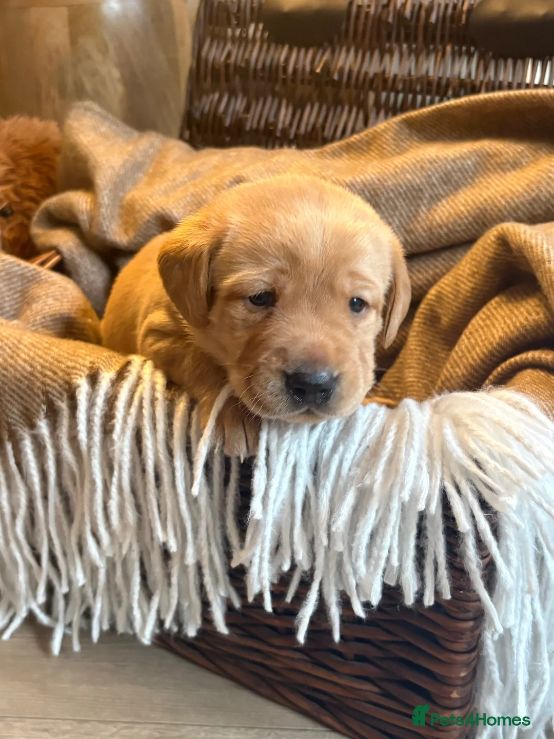 Labrador Retriever dogs for sale: Gorgeous Labrador puppies  - Advert 7