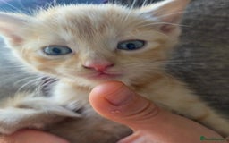 Mixed Breed cats for sale: 5 Adorable Kittens Ready for New Homes 🐾 - Image 6