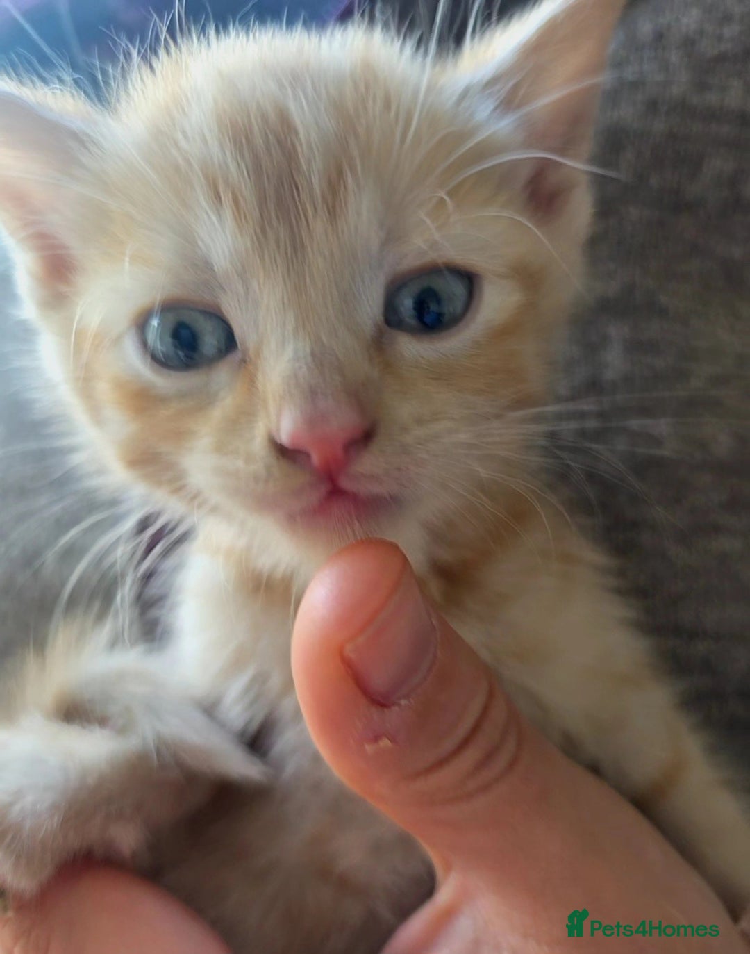Mixed Breed cats for sale: 5 Adorable Kittens Ready for New Homes 🐾 - Image 6