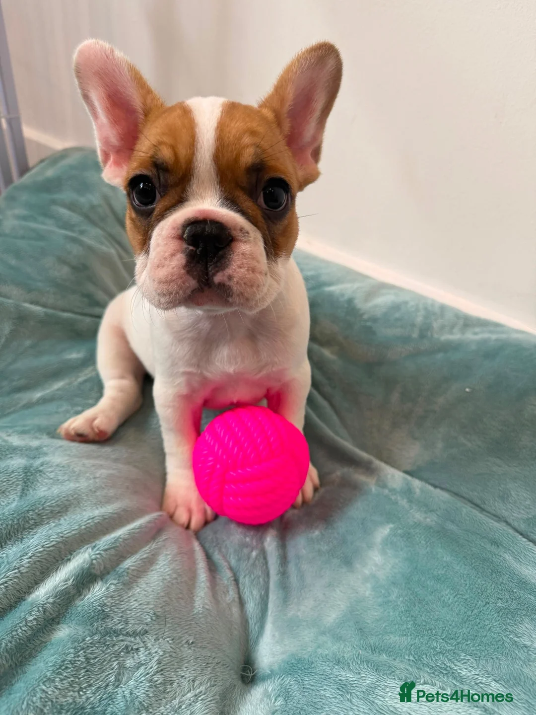 French Bulldog dogs for sale: Last 3 Girls left! Ready to leave!  - Advert 1
