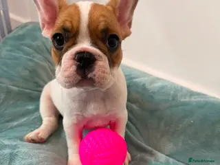 French Bulldog dogs Last 3 Girls left!!!! - Advert 3