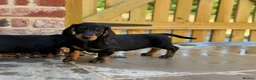 Dachshund dogs for sale: Beautiful KC reg, standard dachshund puppies  - Advert 9