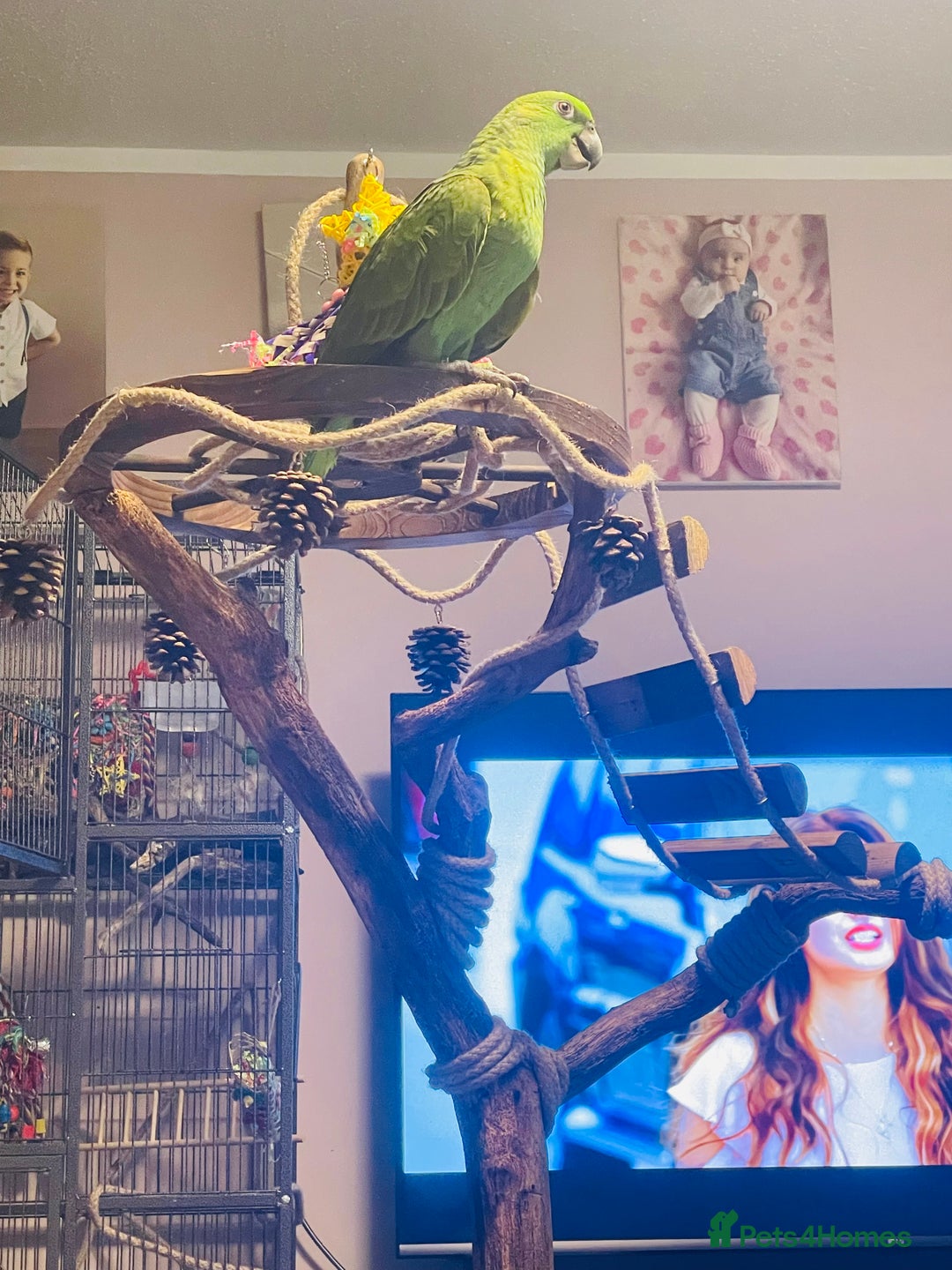 Parrots birds for sale: Female Amazon Parrot–8Months–DNA Test–Hand Reared - Advert 5