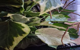 Stick Insects invertebrates for sale: Indian Stick Insects - Image 2