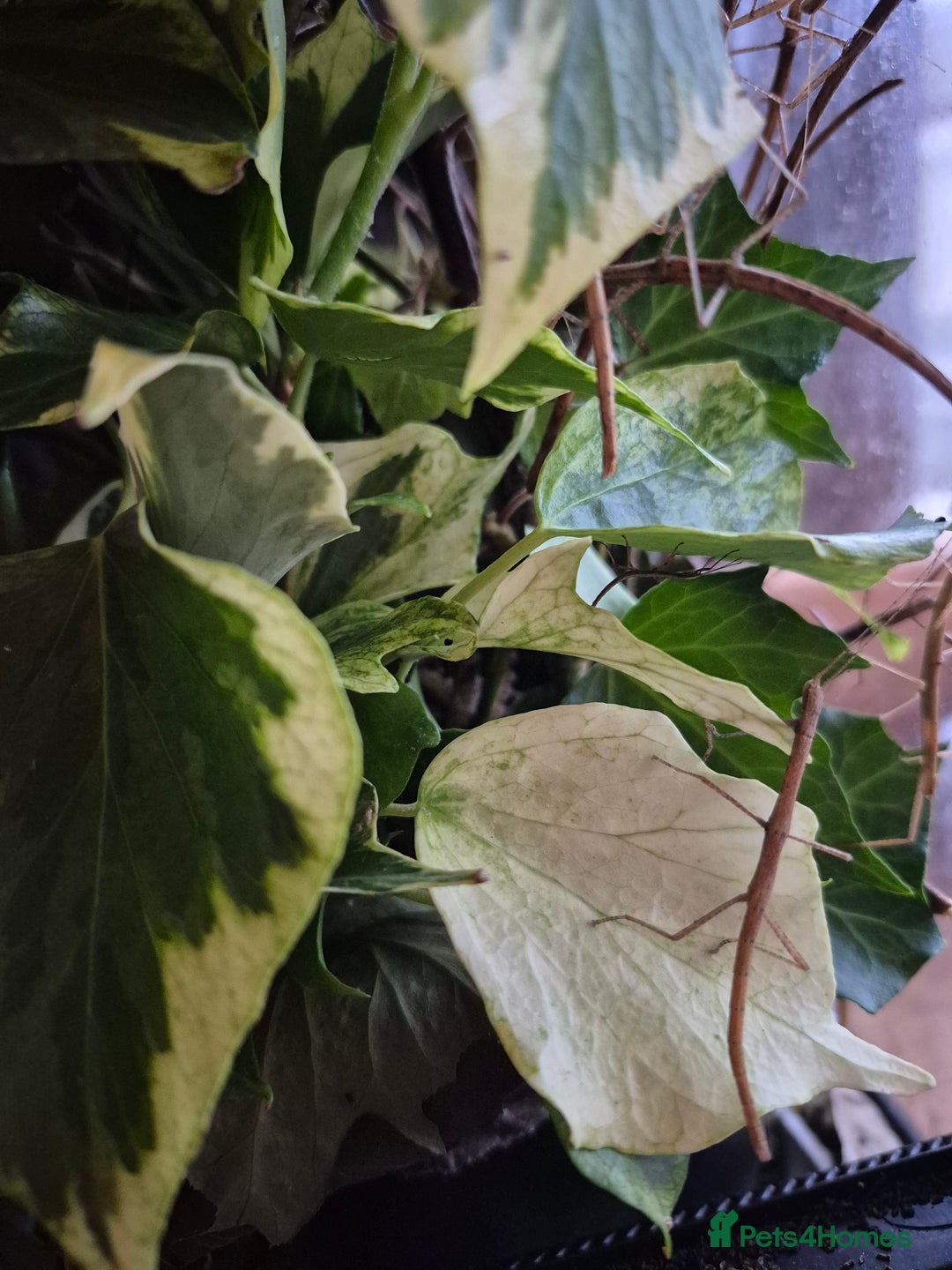 Stick Insects invertebrates for sale: Indian Stick Insects - Image 2