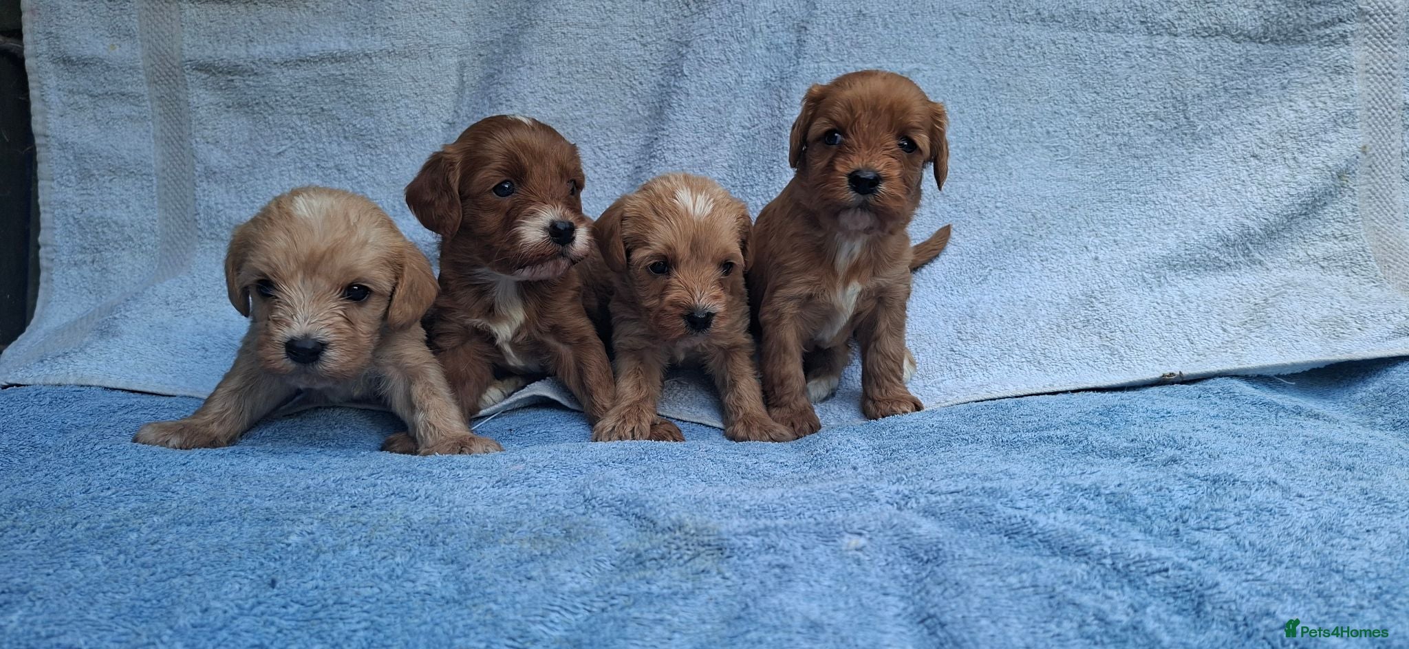 Cavapoo dogs Beautiful cavapoo puppies  - Advert 2