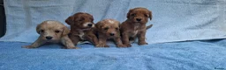 Cavapoo dogs for sale: Beautiful cavapoo puppies  - Advert 1