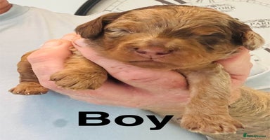 Cockapoo dogs - Advert 12