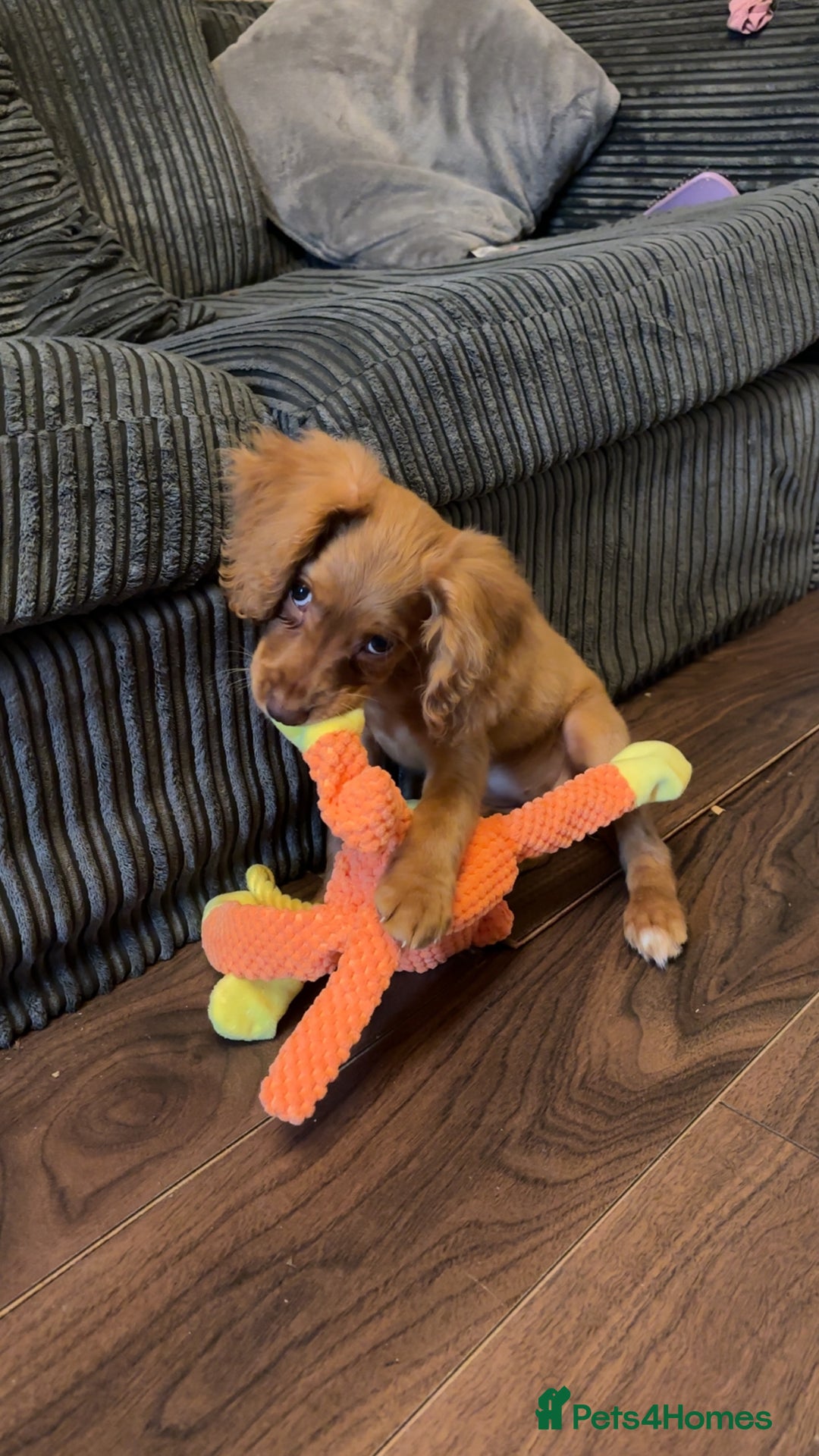 Cockapoo dogs for sale: Beautiful golden cockapoo - Advert 8