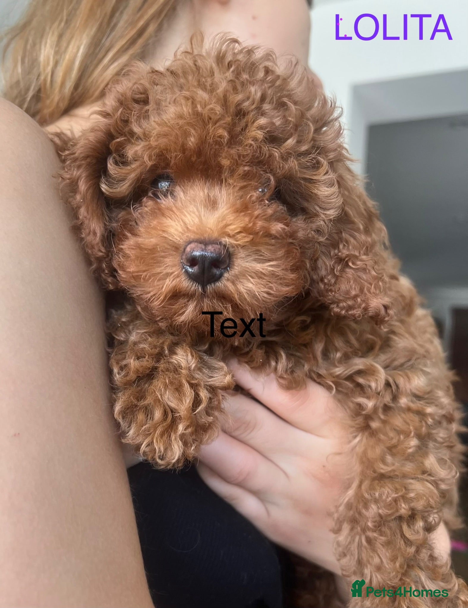 Cavapoo dogs Toy red teddy bear F1B Cavapoos by Asian toy dad - Advert 1