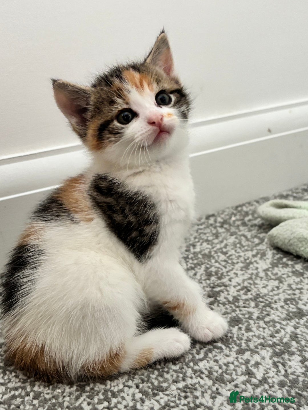 Domestic Shorthair cats for sale: Sweet, Playful Kittens Ready for Loving Homes 🐱 - Image 28