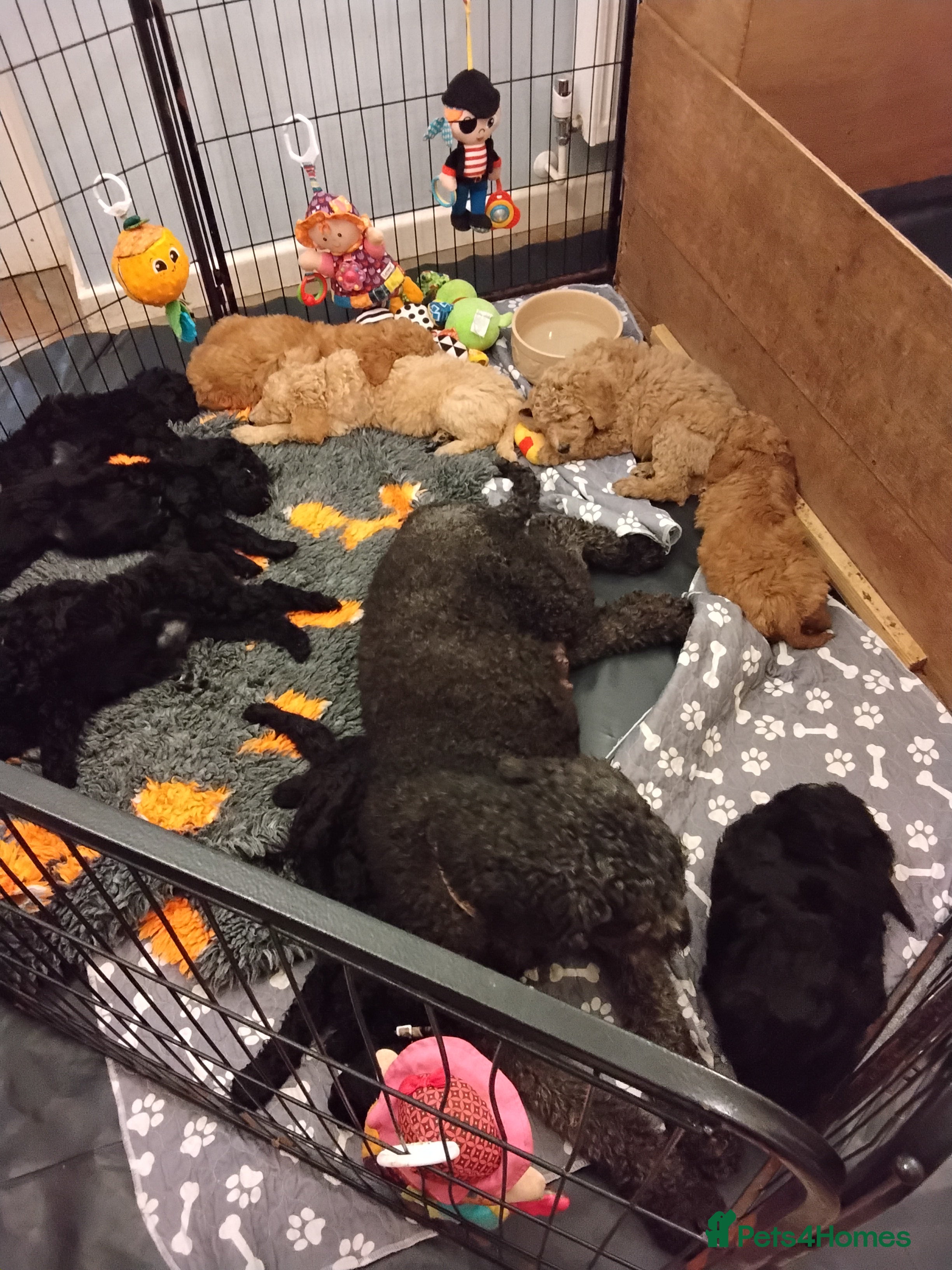 Standard Poodle dogs Beautiful KC Reg Standard Poodle Puppies - Advert 9