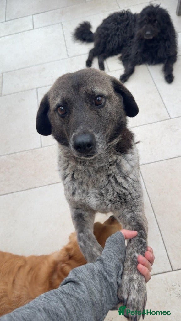 Mixed Breed dogs Meet Trudi, currently residing in Sheffield - Advert 2