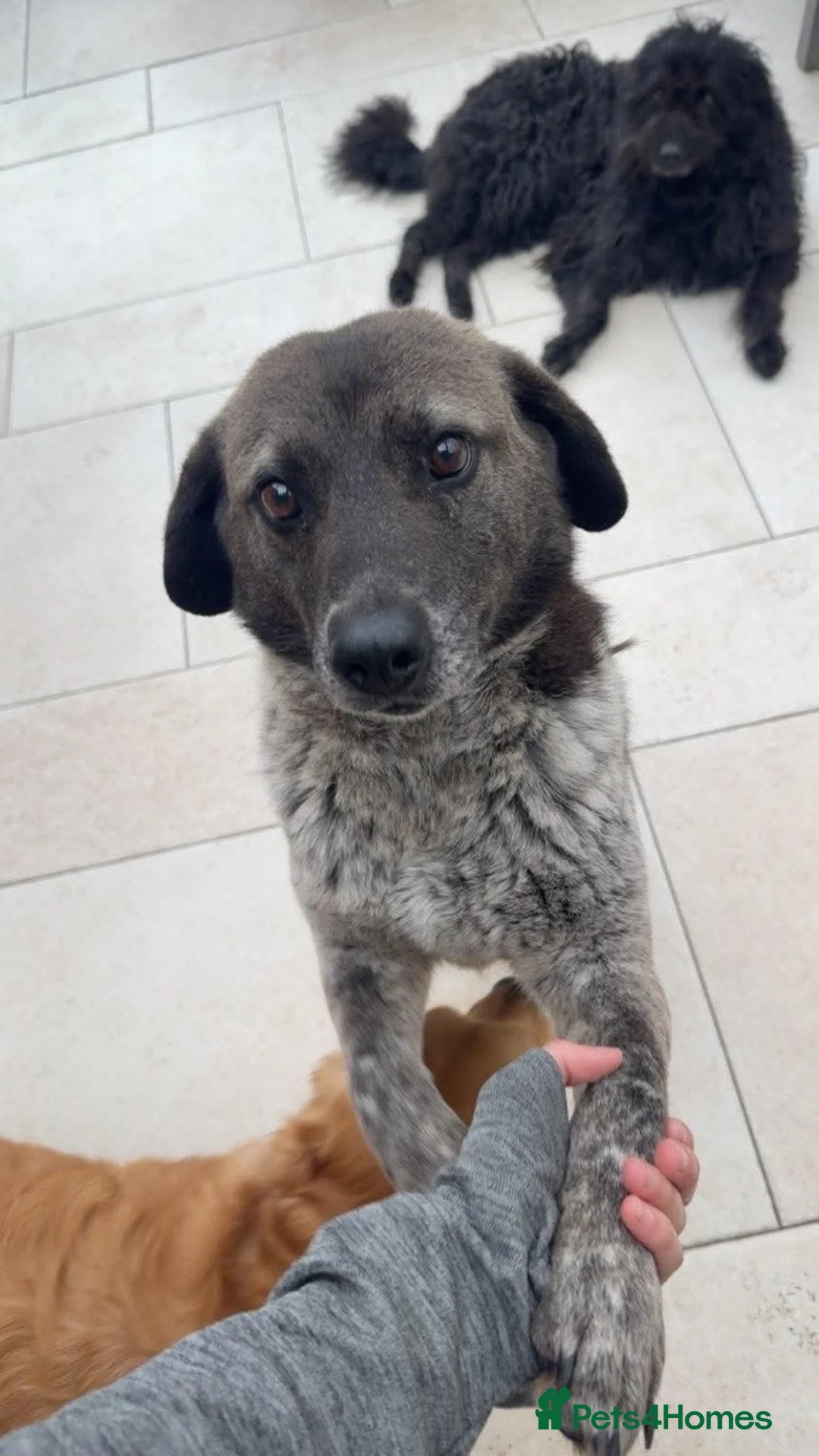 Mixed Breed dogs for adoption: Meet Trudi, currently residing in Sheffield in Sheffield - Advert 1