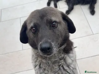 Mixed Breed dogs Meet Trudi, currently residing in Sheffield - Advert 2