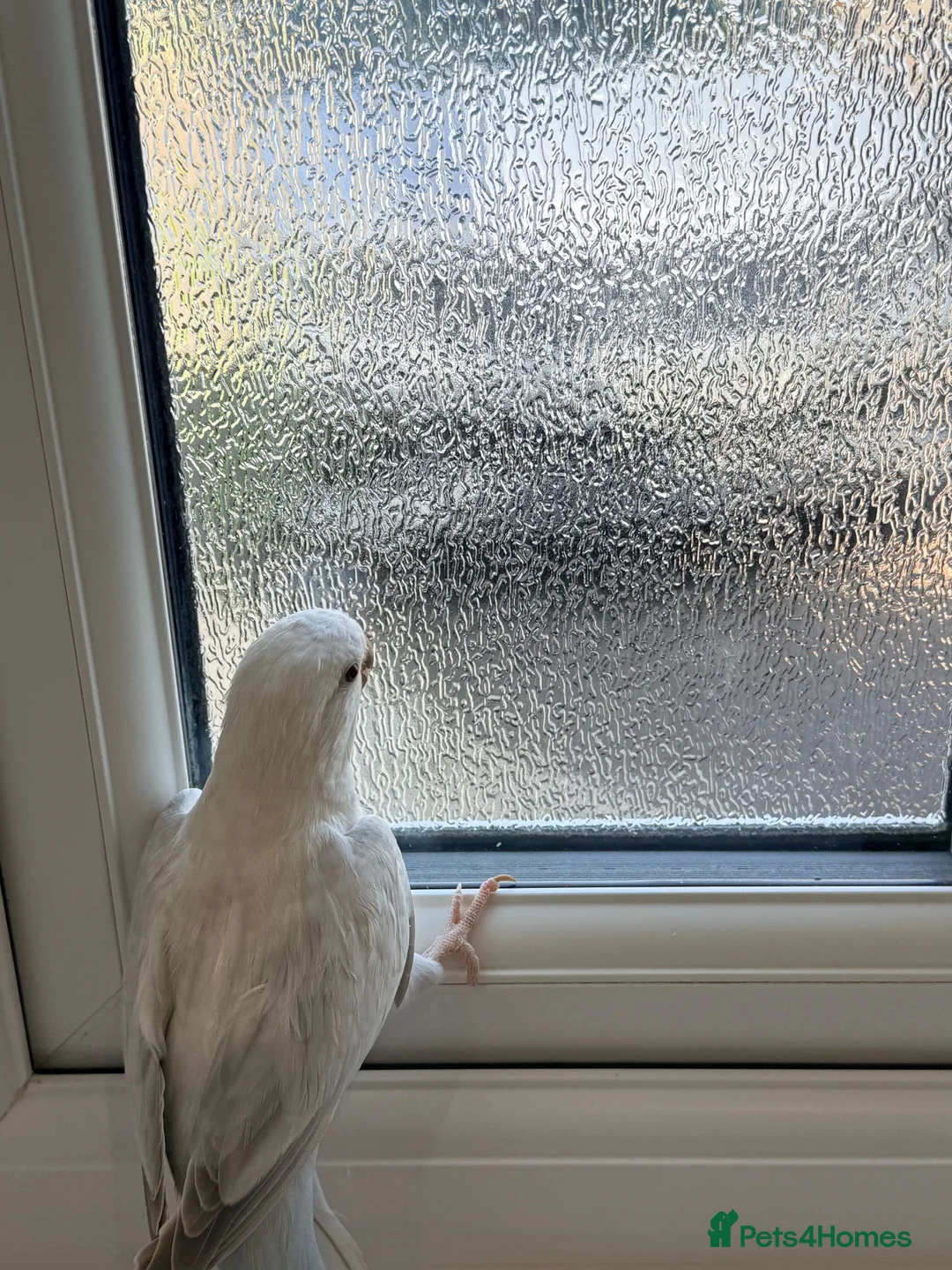 Conures birds for sale: BEAUTIFUL QUAKER / MONK PARROTS  - Advert 1