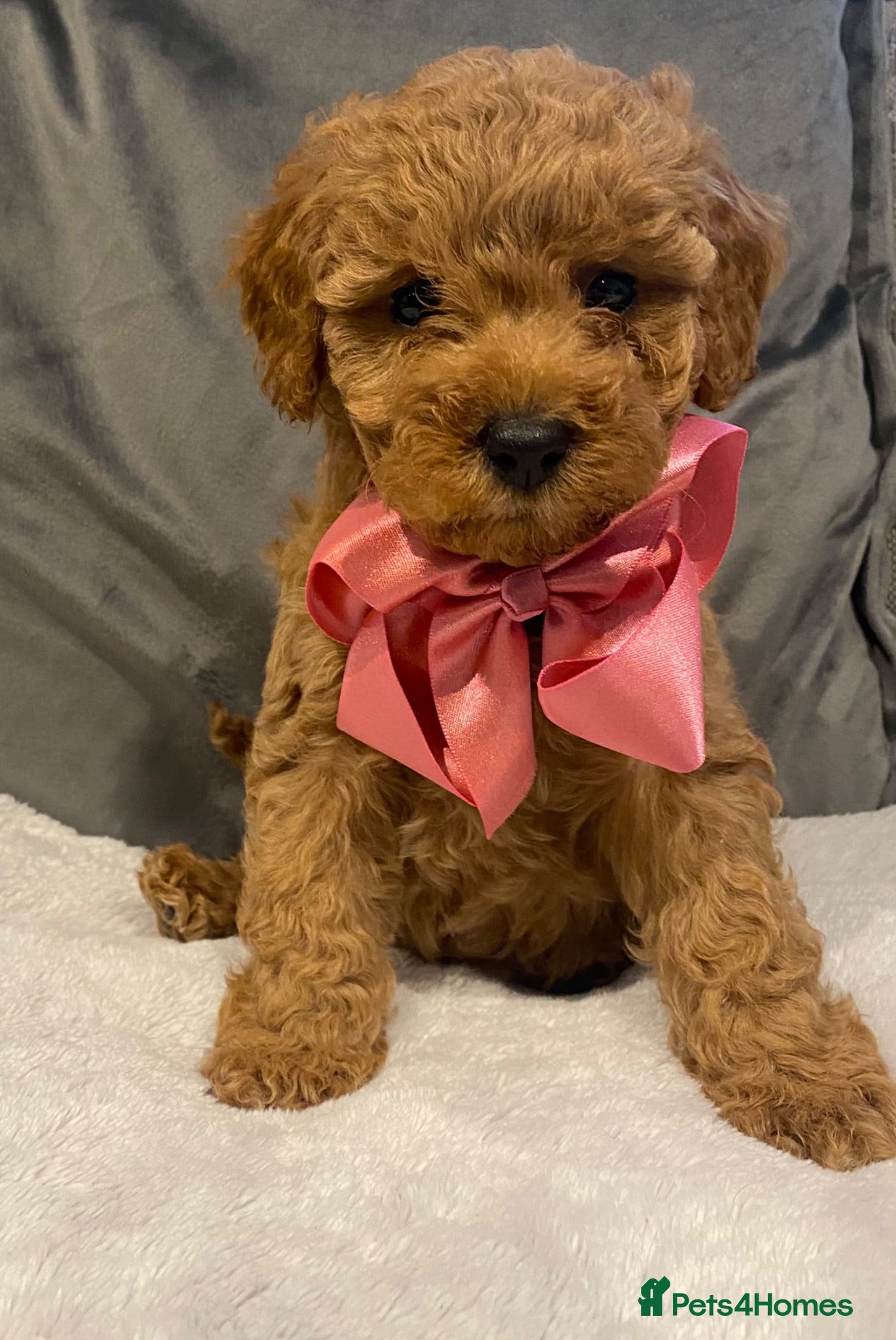 Cavapoo dogs Stunning F1B health tested Cavapoo’s  - Advert 1