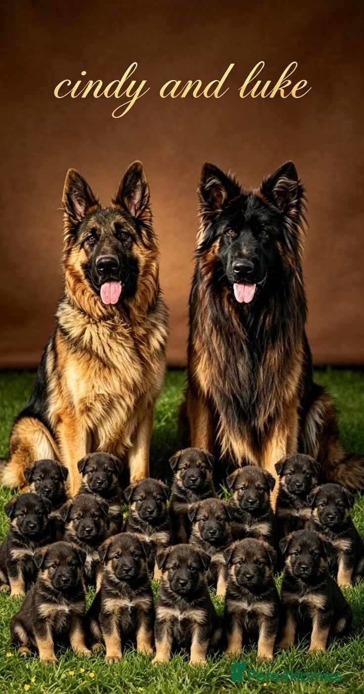German Shepherd dogs Stunning GSD puppies for sale  - Advert 13