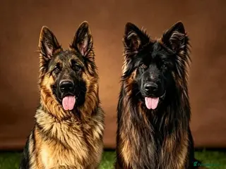 German Shepherd dogs Stunning GSD puppies for sale - Advert 13