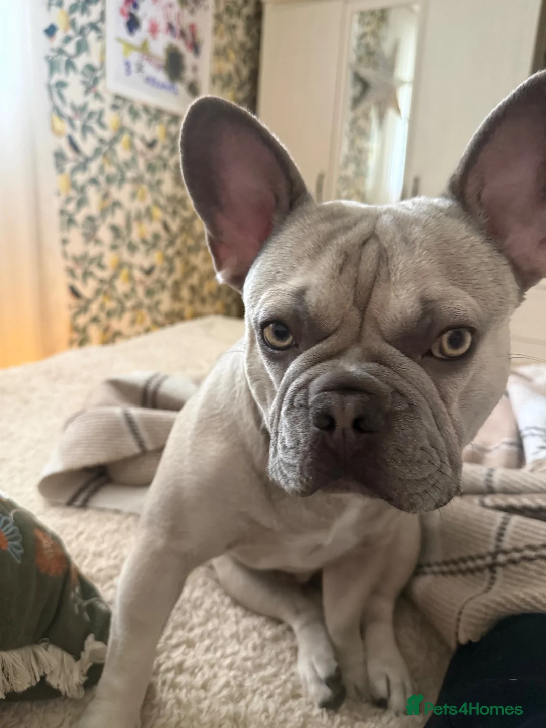 French Bulldog dogs for stud: Mallow - Advert 2