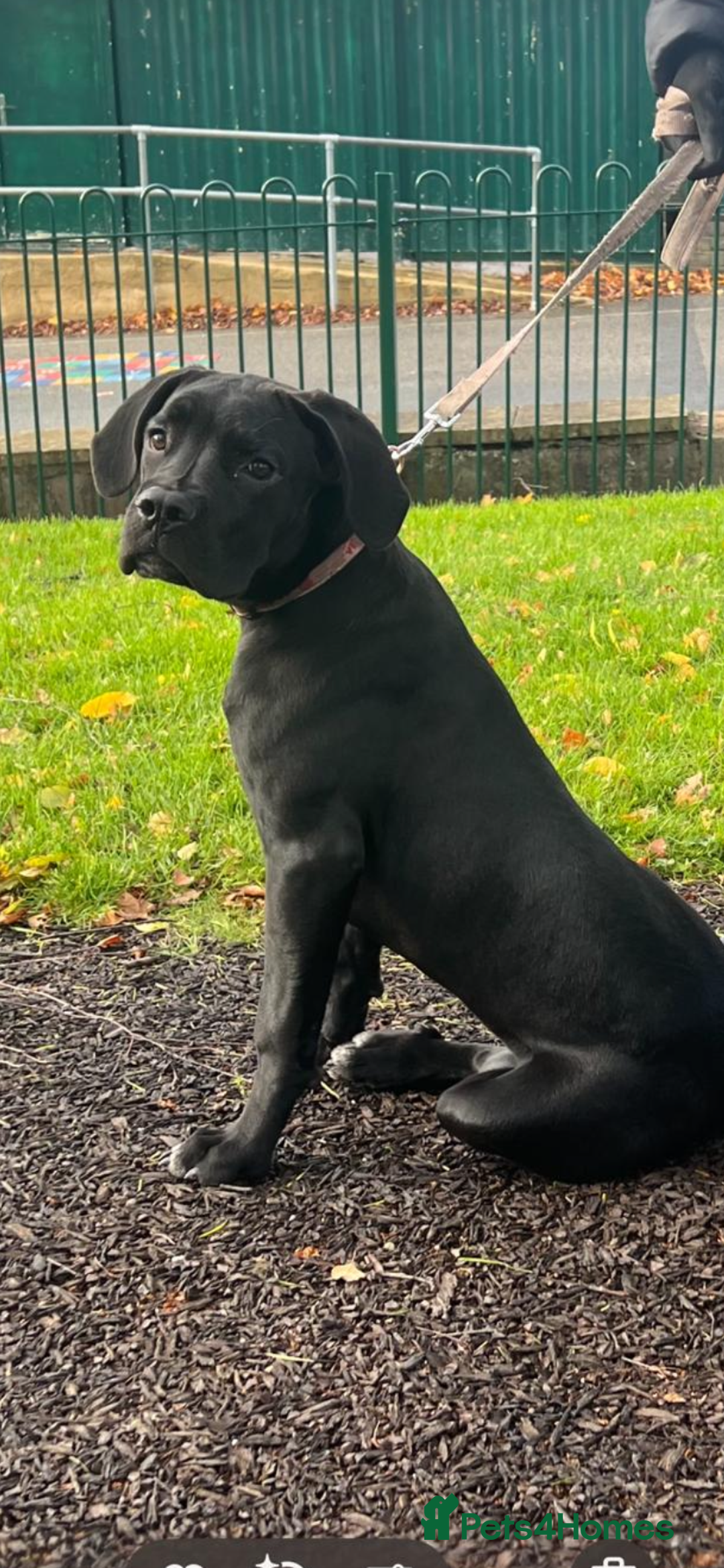 Cane Corso dogs for sale: Cane corso - Advert 1