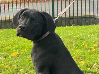 Cane Corso dogs Cane corso - Advert 4