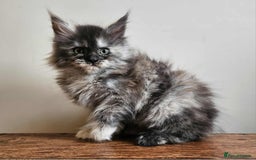 Maine Coon cats for sale: XXL Champion Line Maine Coons – Rare, Very Fluffy! - Advert 9