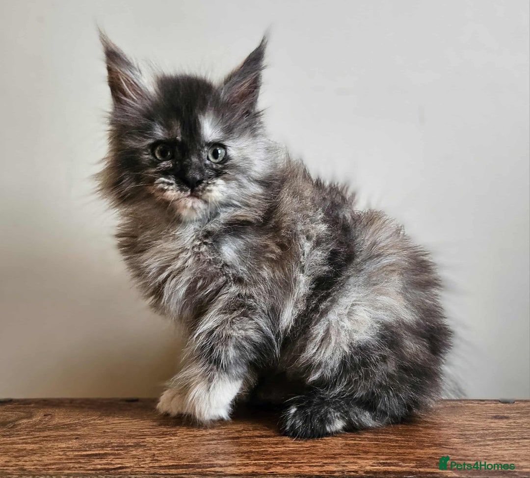 Maine Coon cats for sale: XXL Champion Line Maine Coons – Rare, Very Fluffy! - Advert 9