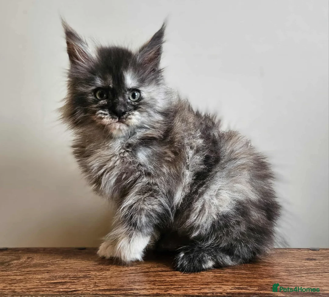 Maine Coon cats for sale: XXL Champion Line Maine Coons – Rare, Very Fluffy! - Advert 17