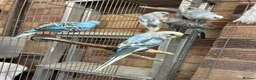 Budgerigars birds for sale: Baby budgies - Advert 1