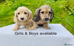 Miniature Dachshund dogs for sale: Cream Long Haired - Ready now! Boys and Girls  - Image 3