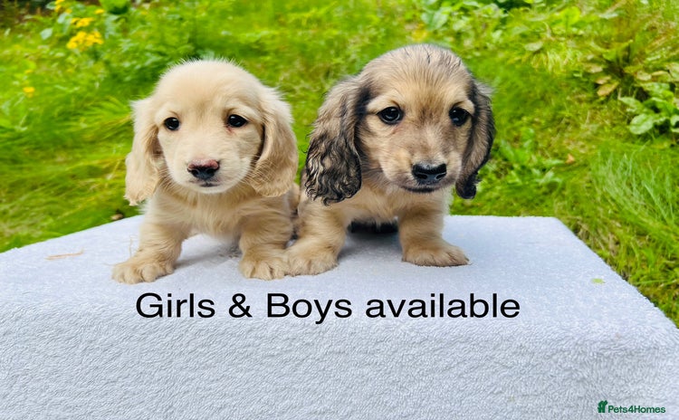 Miniature Dachshund dogs - Advert 4