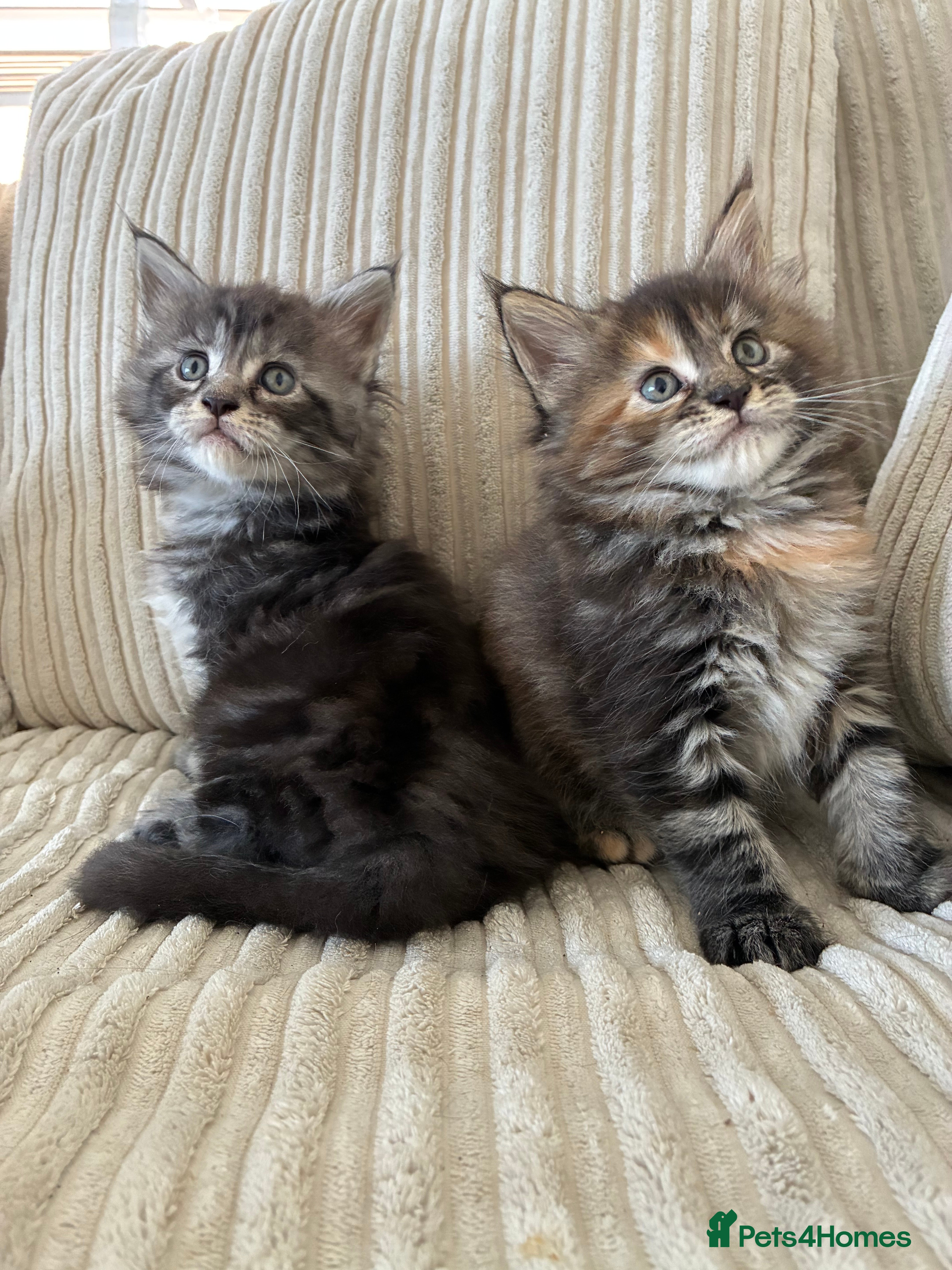 Maine Coon cats Maine coon kittens  - Advert 17