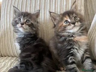 Maine Coon cats Maine coon kittens - Advert 17