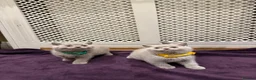 British Shorthair cats for sale: Chunky British shorthair kitten  - Advert 6