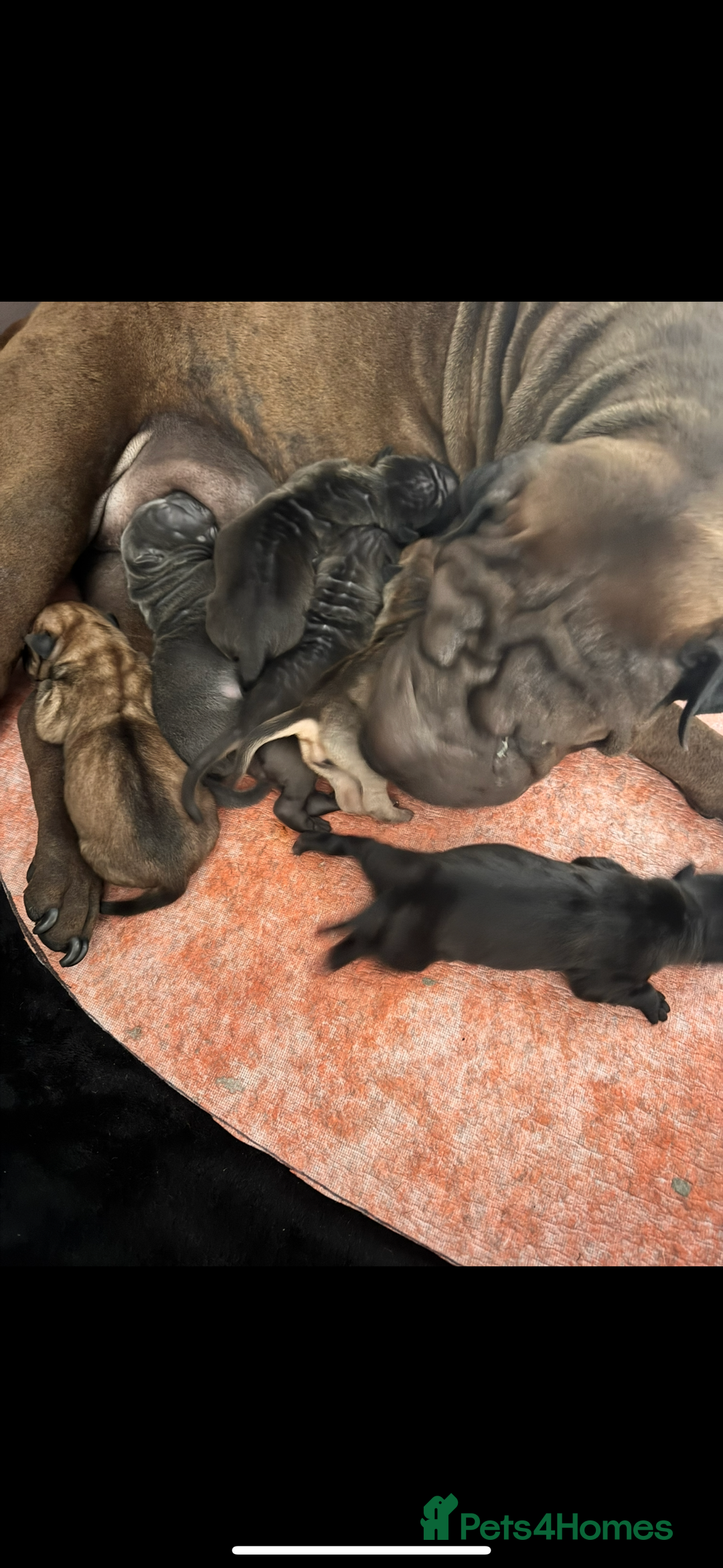 Shar Pei dogs for sale: Shar pei puppie  - Image 13