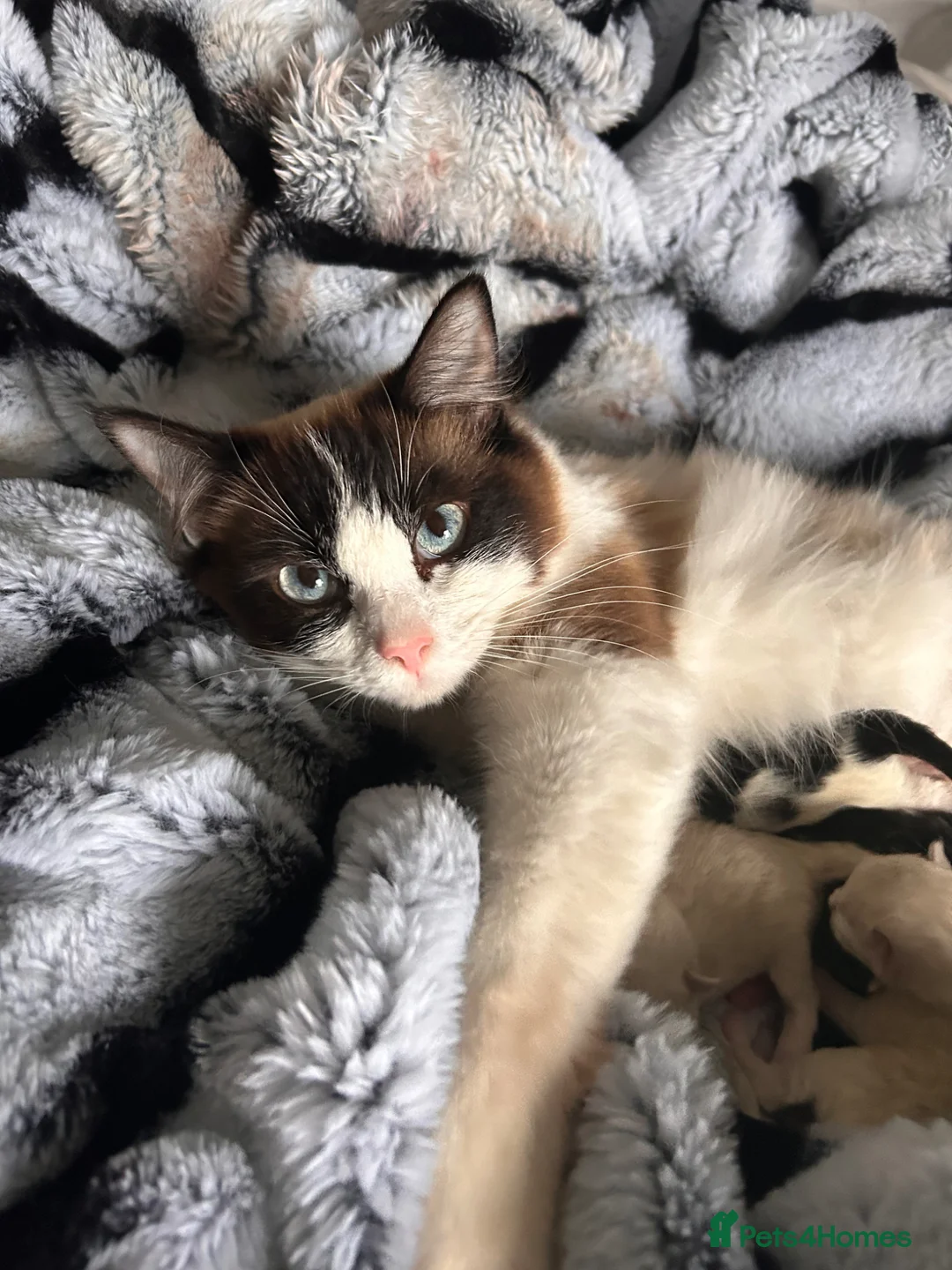 Mixed Breed cats for sale: Cross ragdoll kittens - Advert 1