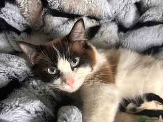 Mixed Breed cats Cross ragdoll kittens - Advert 10