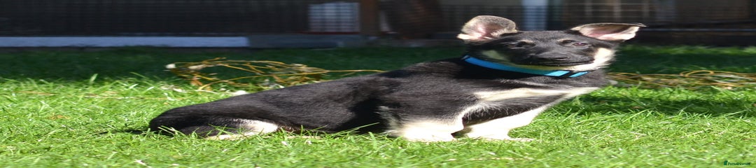 MERLIN