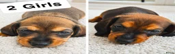 Dachshund dogs for sale: Beautiful Standard Dachshund Puppies for sale  - Advert 6