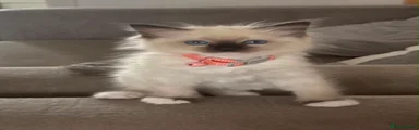 Ragdoll 5 (Matcha) - sealpoint mitted 