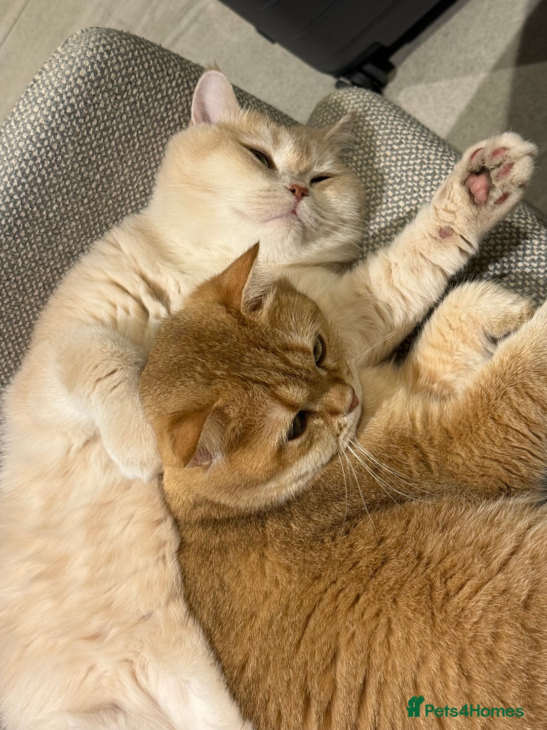 British Shorthair cats for sale: Sweetest 2 British shorthair boys seekingto rehome - Advert 7