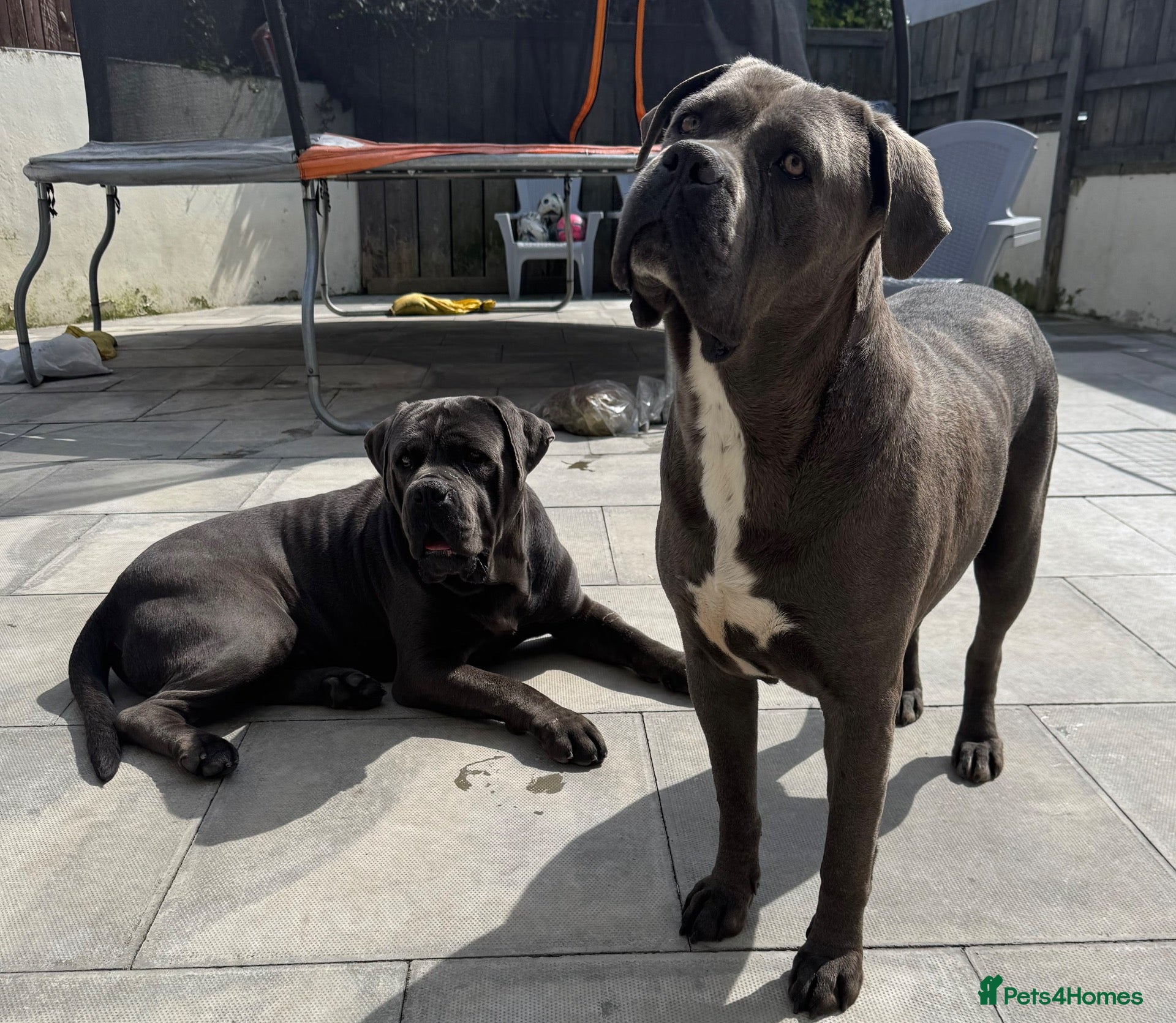 Cane Corso dogs for sale:  PREMIUM CHAMPION BLOODLINE CANE CORSO PUPPIES  - Advert 1