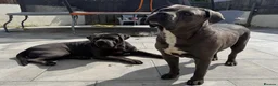 Cane Corso dogs for sale:  PREMIUM CHAMPION BLOODLINE CANE CORSO PUPPIES  - Advert 1