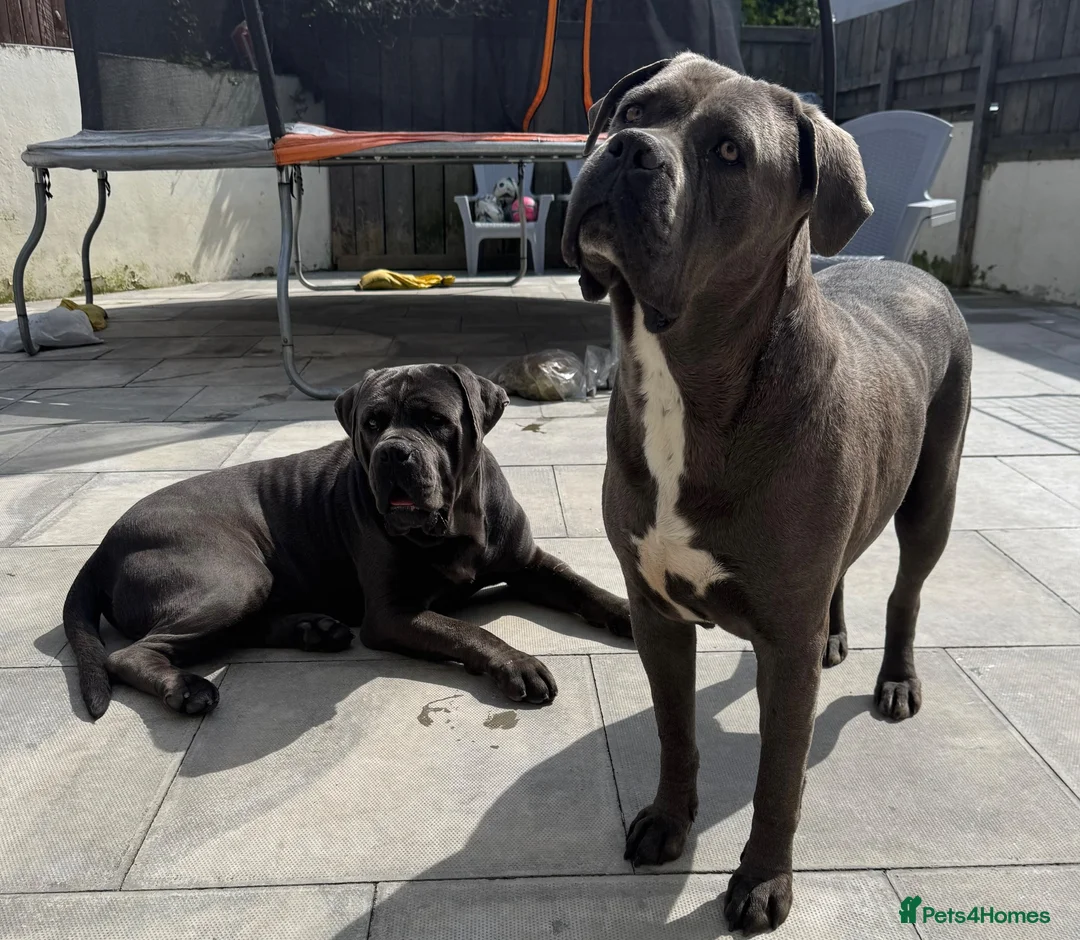 Cane Corso dogs for sale:  PREMIUM CHAMPION BLOODLINE CANE CORSO PUPPIES  - Advert 1
