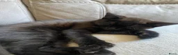 Mixed Breed cats for sale: 3 kittens and Mum Cat - Advert 13