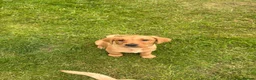 Labrador Retriever dogs for sale: Red & gold lab puppies  in Telford - Advert 21