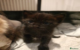 Mixed Breed cats for sale: Ragdoll (mum) X Tabby (dad) - blue eyes ! - Image 15