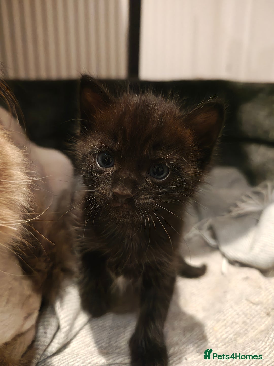 Mixed Breed cats for sale: Ragdoll (mum) X Tabby (dad) - blue eyes ! - Image 15