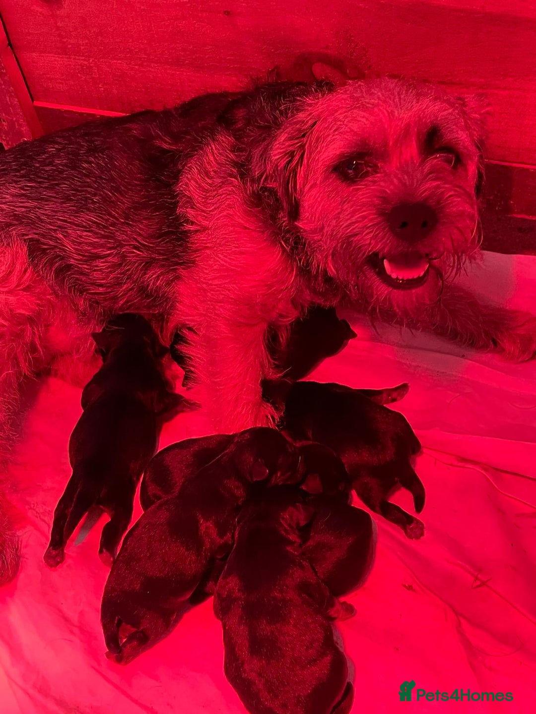 Border Terrier dogs for sale: KC Reg Beautiful, Bouncy Border Terrier Pups - Image 2